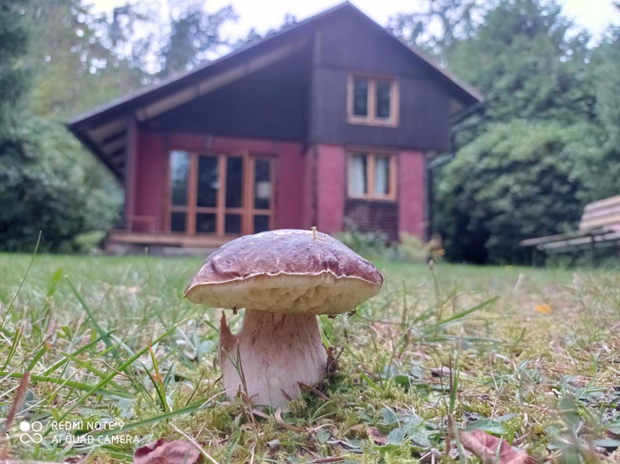 Chata Oliva Villa Planá nad Lužnicí Exterior foto